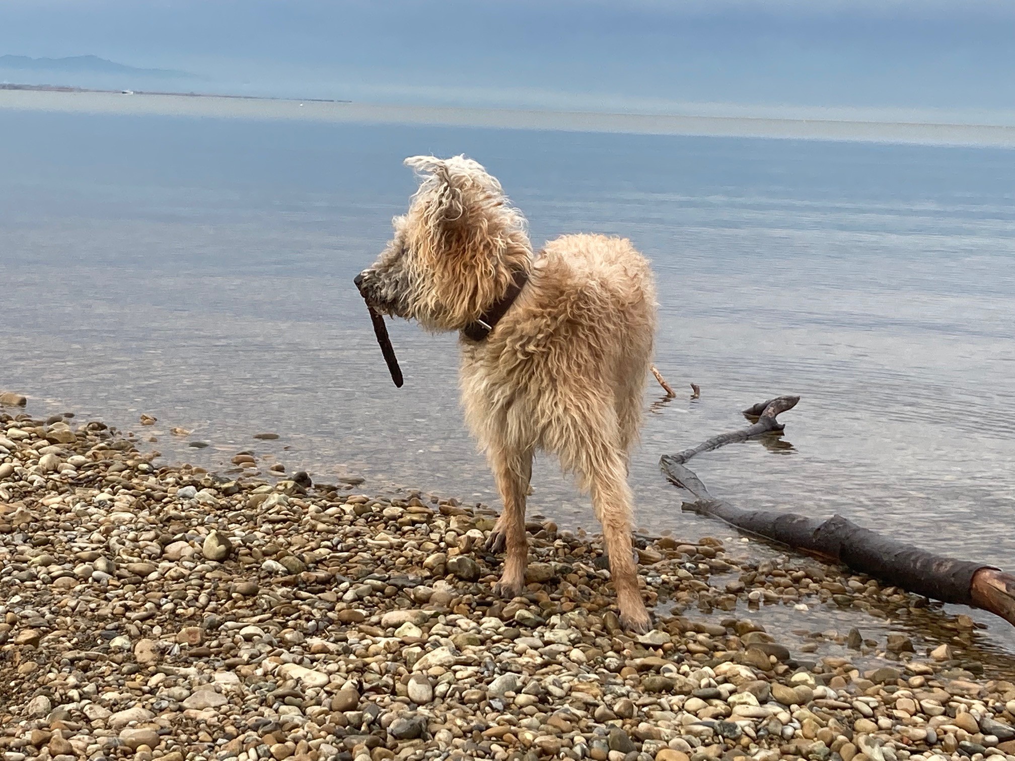 Dipl.-Ing. Dr. Karl Torghele